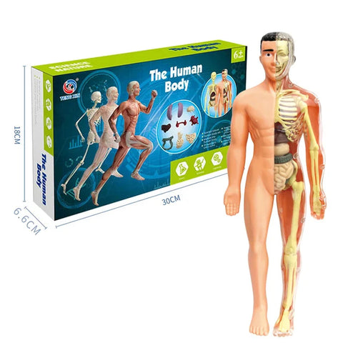 Corpul uman  - Jucărie Educativă pentru Înțelegerea Anatomiei Umane